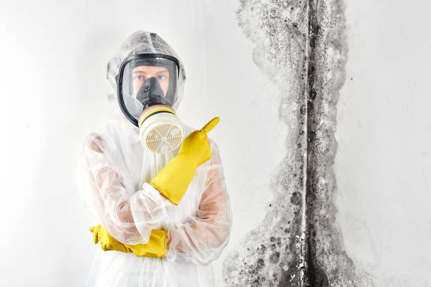  Timonium, MD Mold Inspection Pros